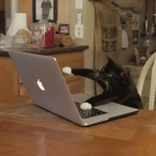 Keyboard cat