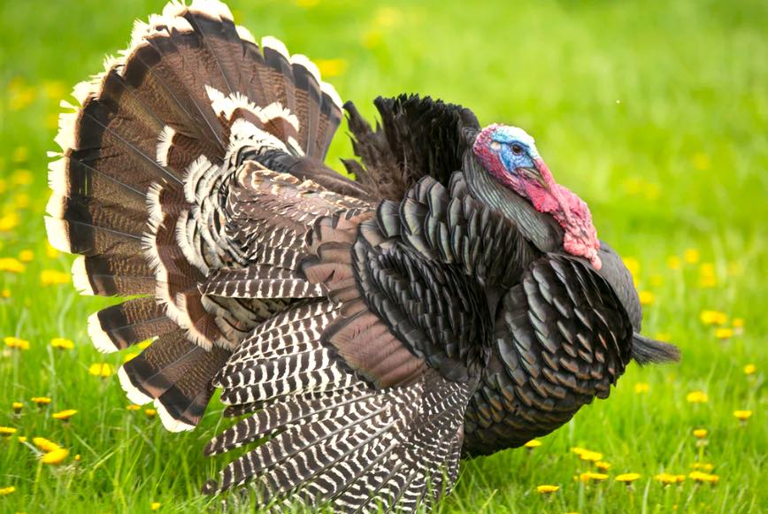 Image Management doesn't want your business website design to be like a turkey!