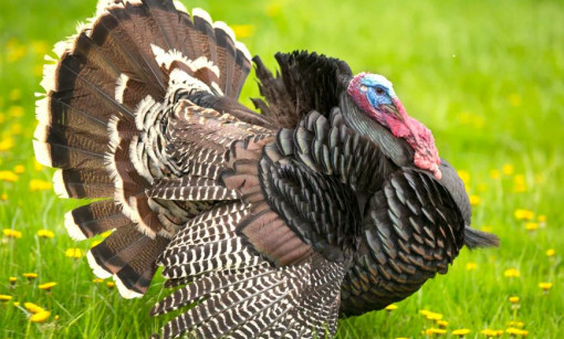 Image Management doesn't want your business website design to be like a turkey!