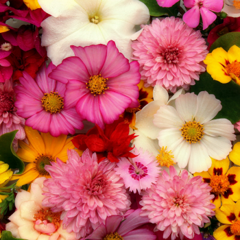 Garden Center Website