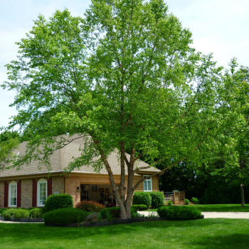 Dan's Tree Service
