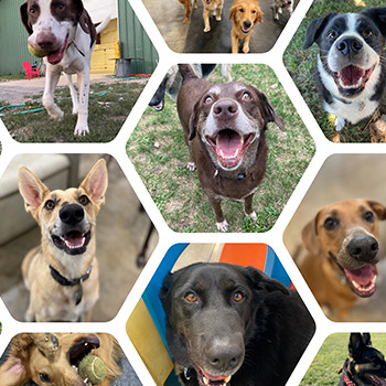Woofdorf Astoria Dog Hotel